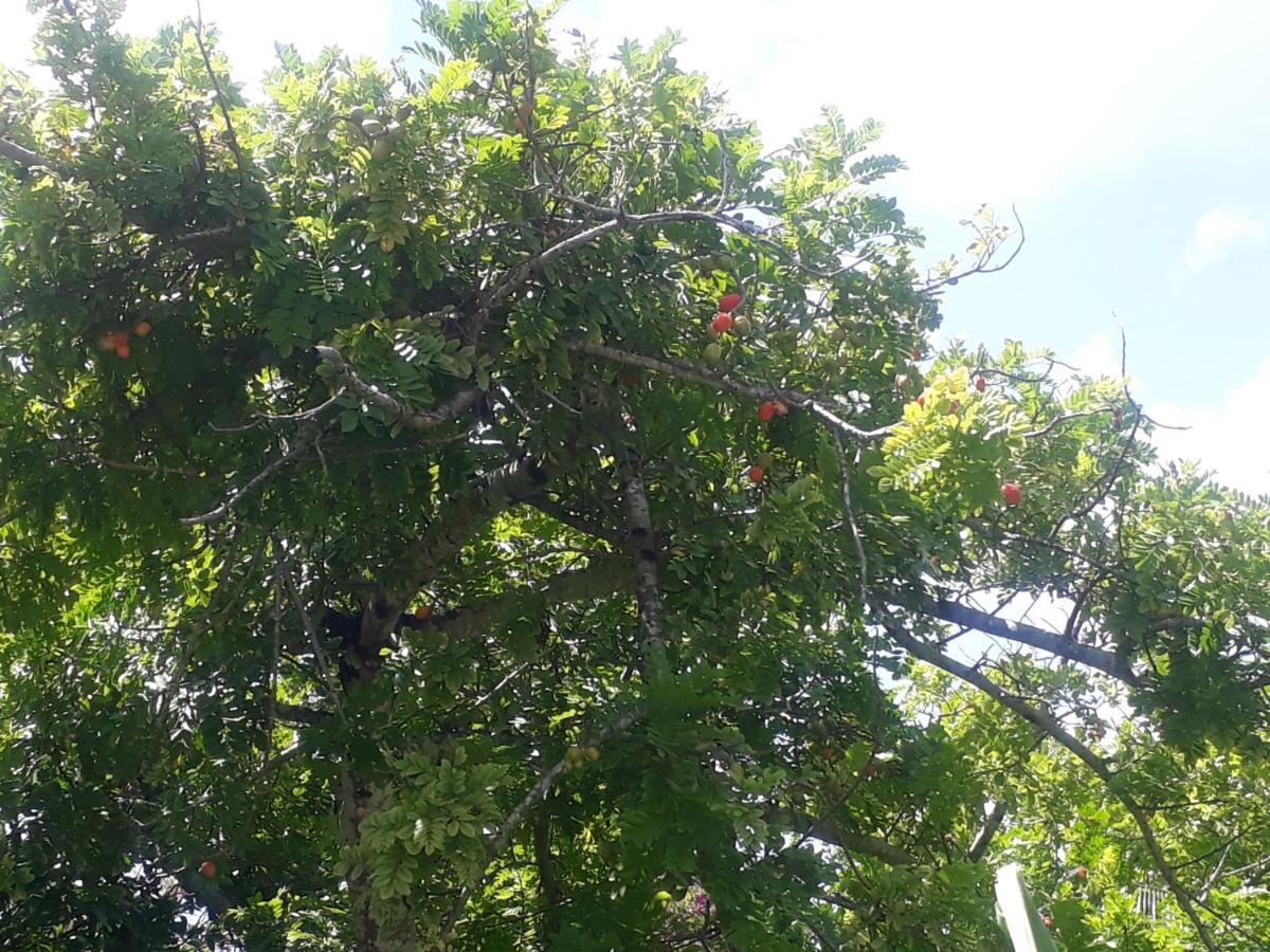 Refugio Das Bouganvillea Igarassu Luaran gambar